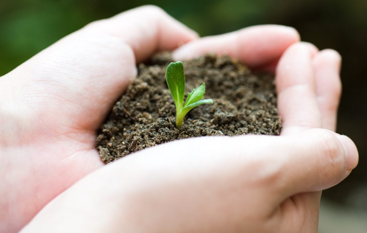 A person holding dirt with a plant in it.